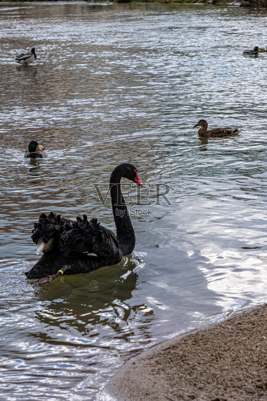 河上游泳的黑天鹅照片摄影图片