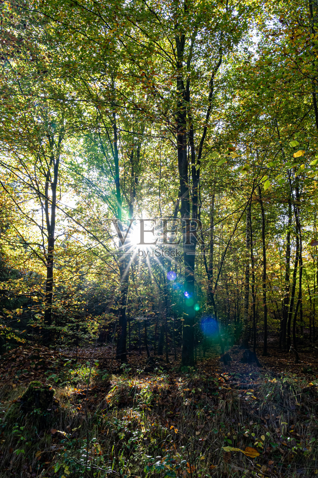 秋天的阳光像星星一样透过五彩缤纷的树叶照片摄影图片