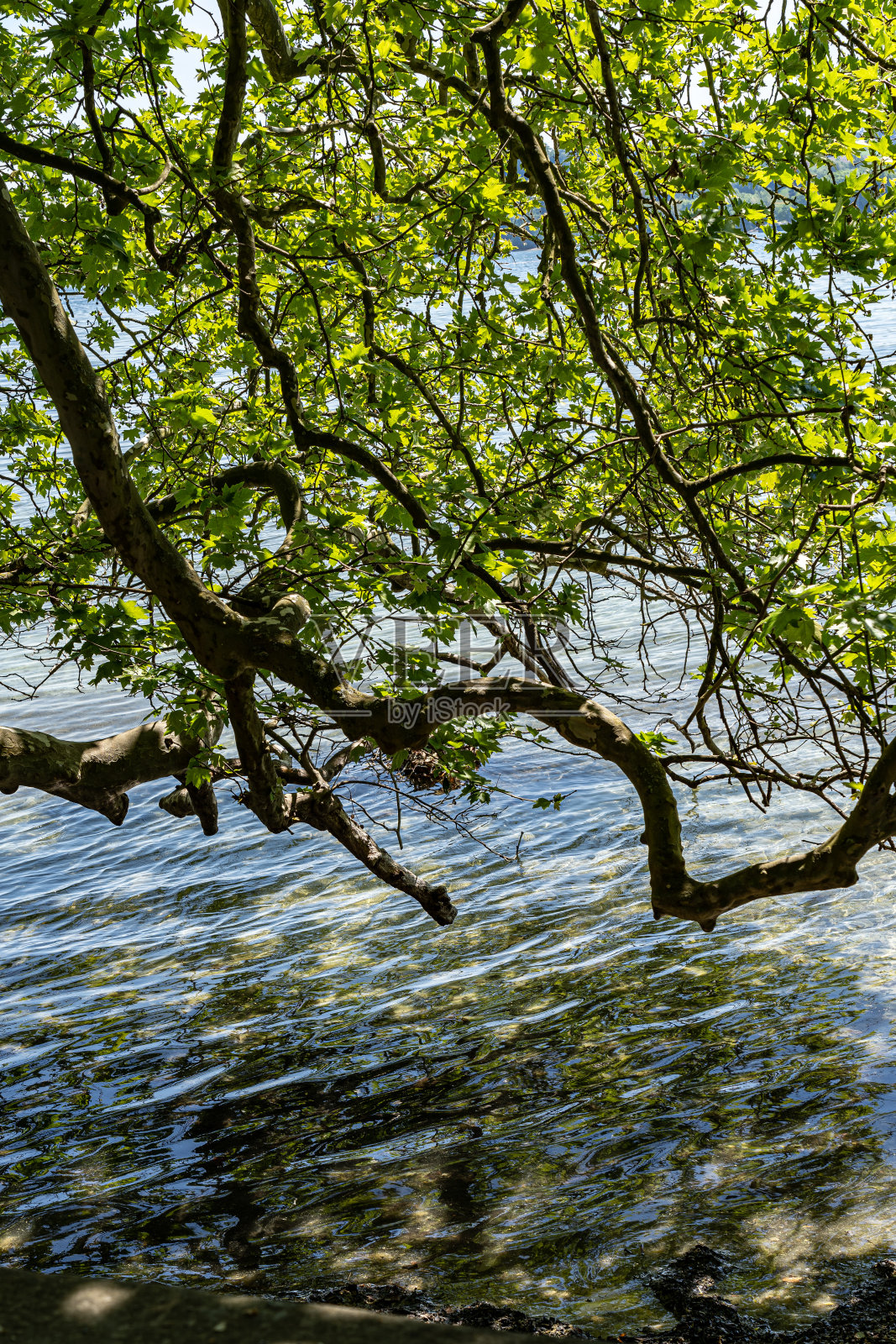 康斯坦斯湖的湖水清新、清澈照片摄影图片