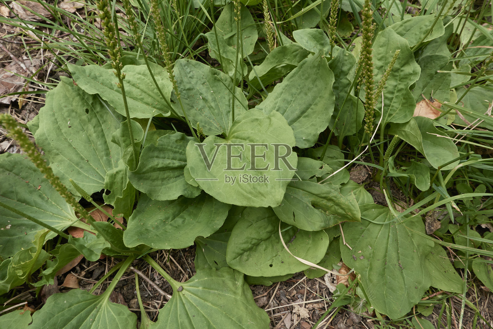 车前草属主要植物照片摄影图片
