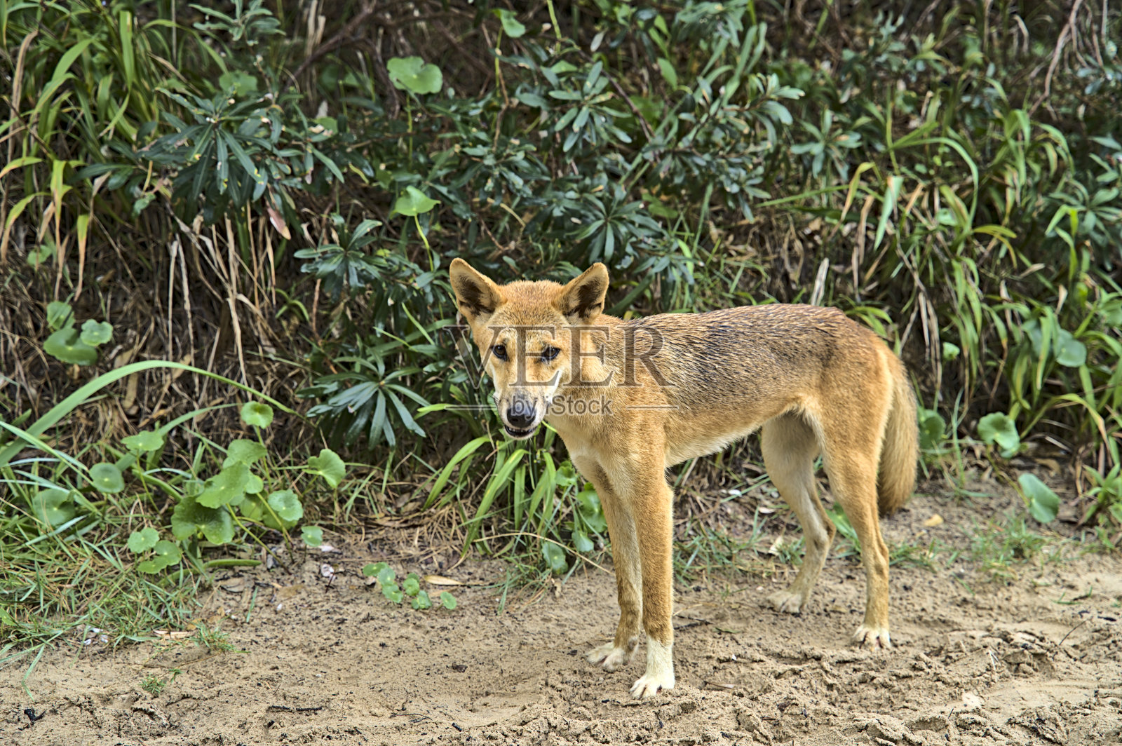 弗雷泽岛上的野狗好奇地靠近照片摄影图片