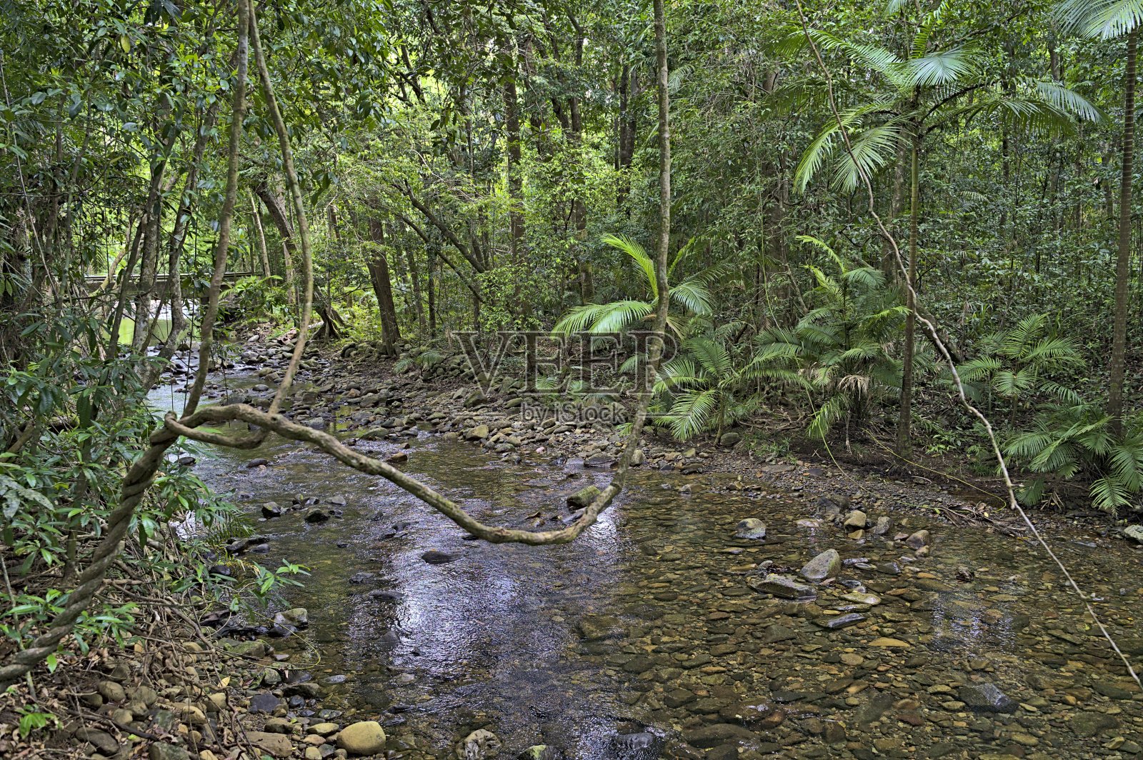 丹特里雨林里的一条小溪照片摄影图片