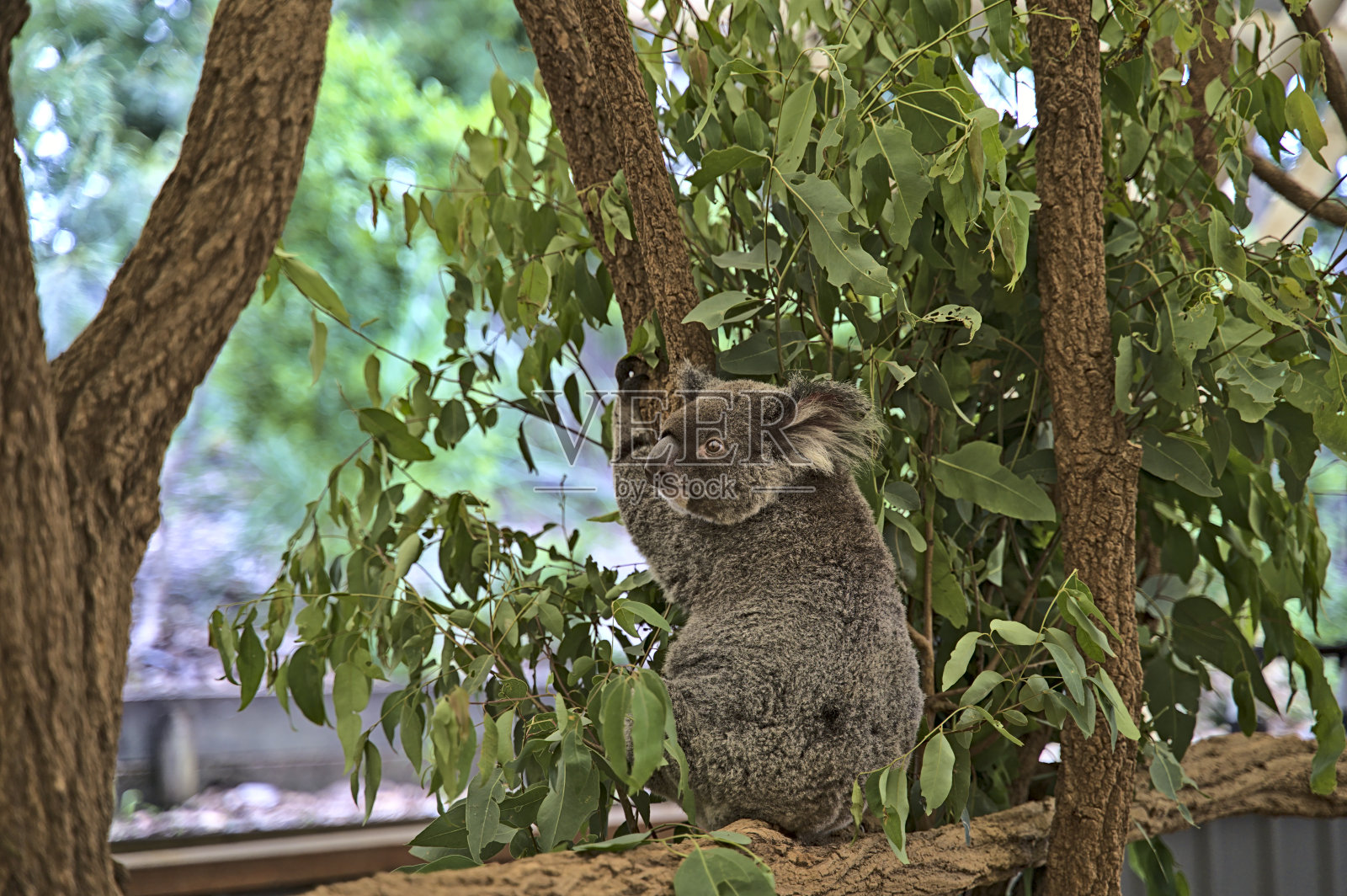 考拉熊在澳大利亚的一棵树上照片摄影图片
