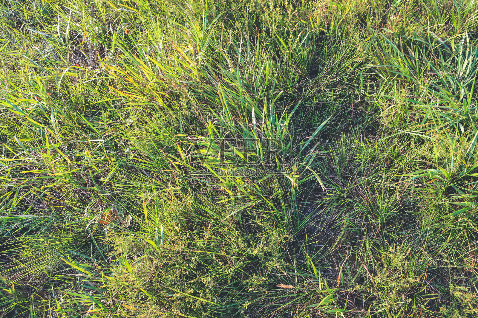 一片草坪纹理分明，自然绿油油的背影地面照片摄影图片