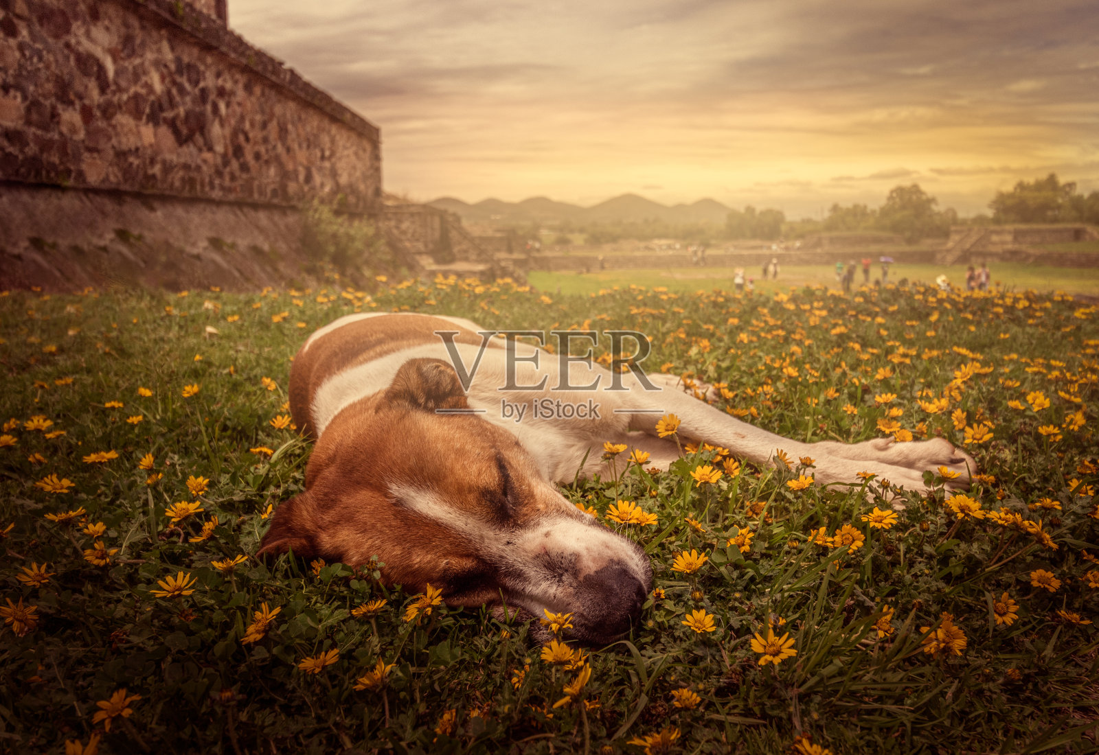 美丽的景色，一只狗在草地上休息，夕阳下的花朵照片摄影图片