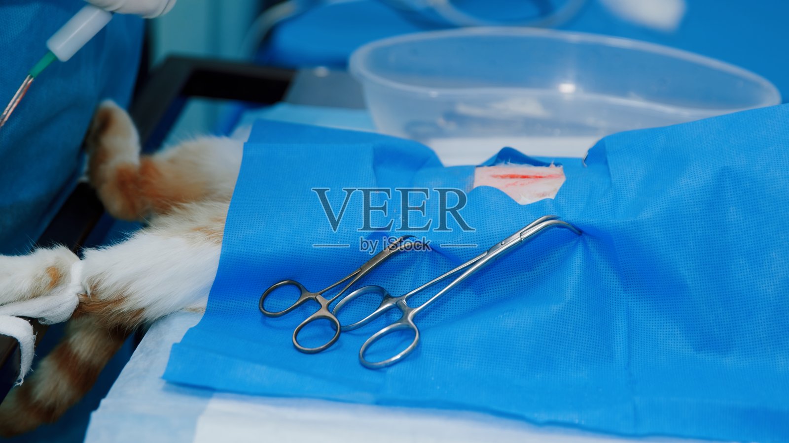 猫肚子上的伤口是绝育手术留下的照片摄影图片