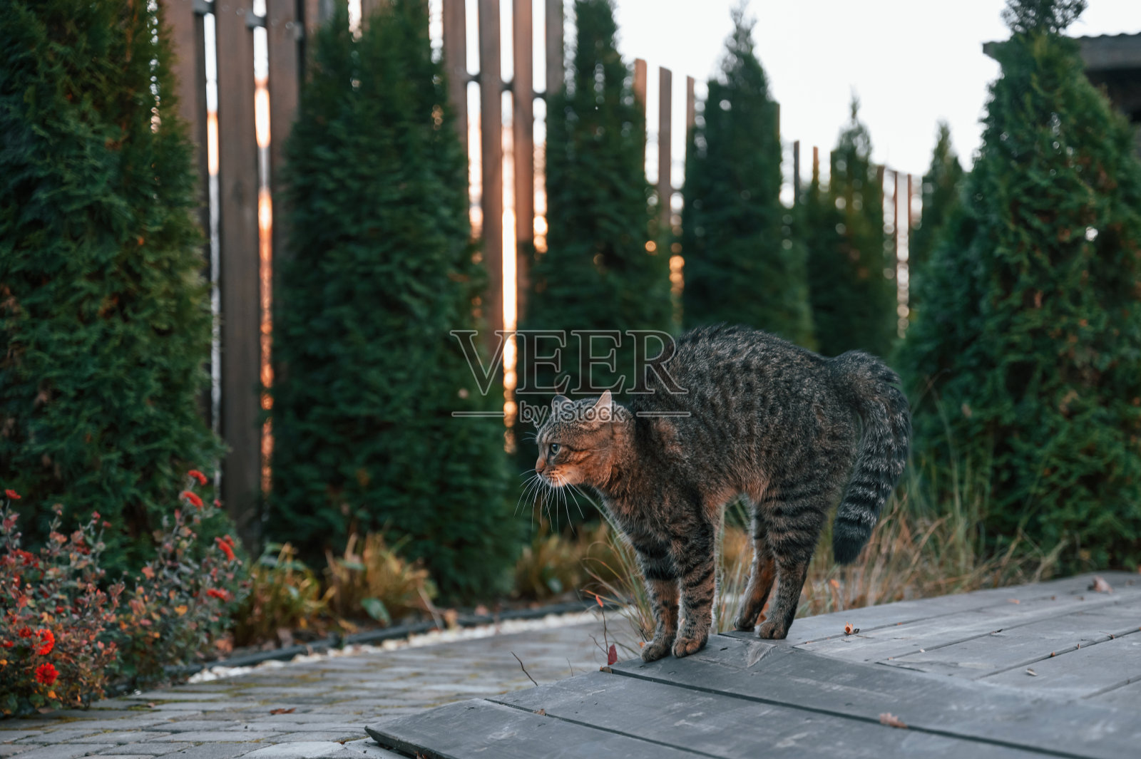 白天，受惊的猫站在户外的后院照片摄影图片