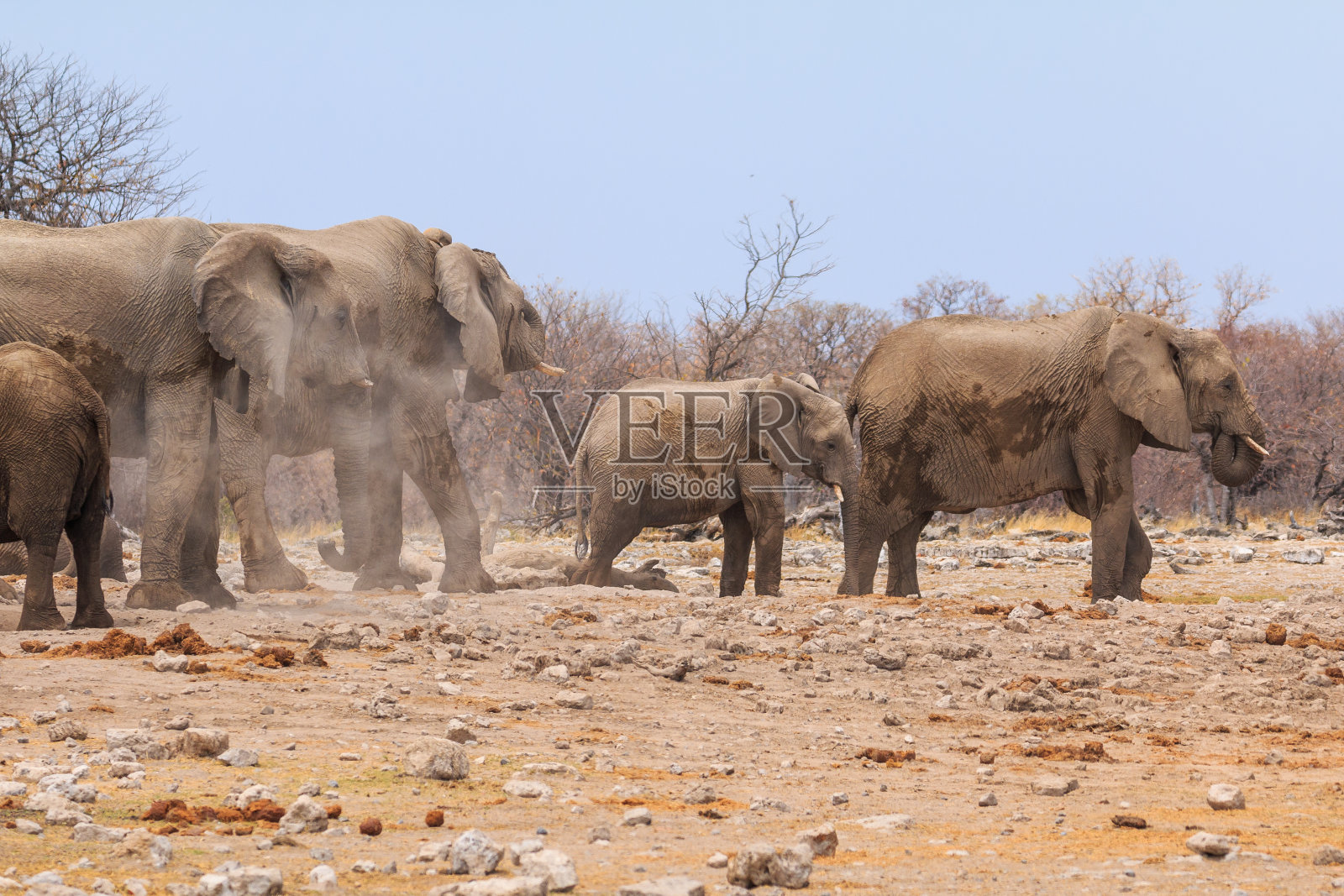 纳米比亚埃托沙国家公园自然栖息地的大象。照片摄影图片