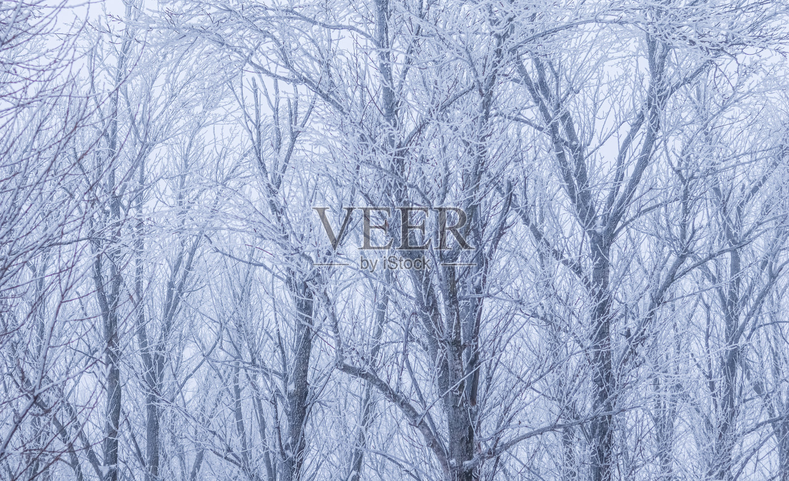 背景的树枝覆盖着霜。有雾和白雪的自然景观照片摄影图片