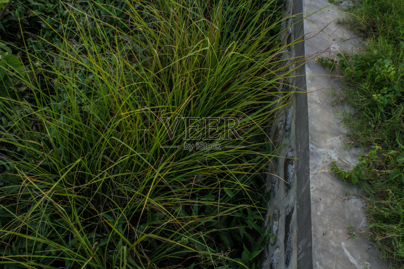 阴沟里的草照片摄影图片