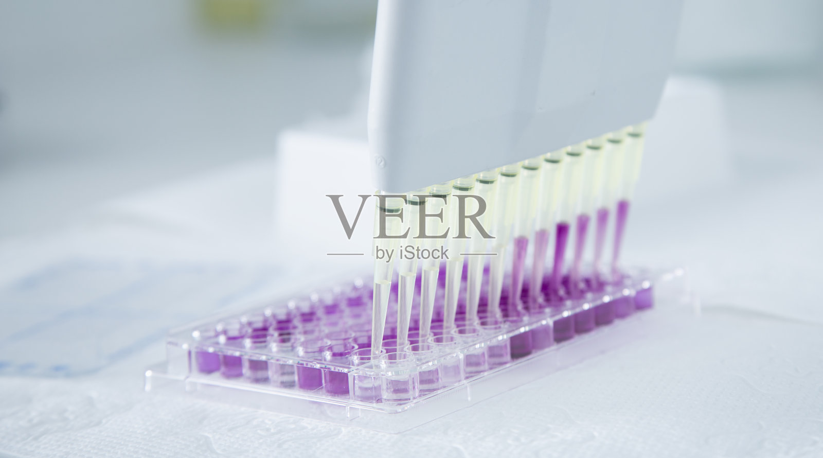 细胞培养照片摄影图片