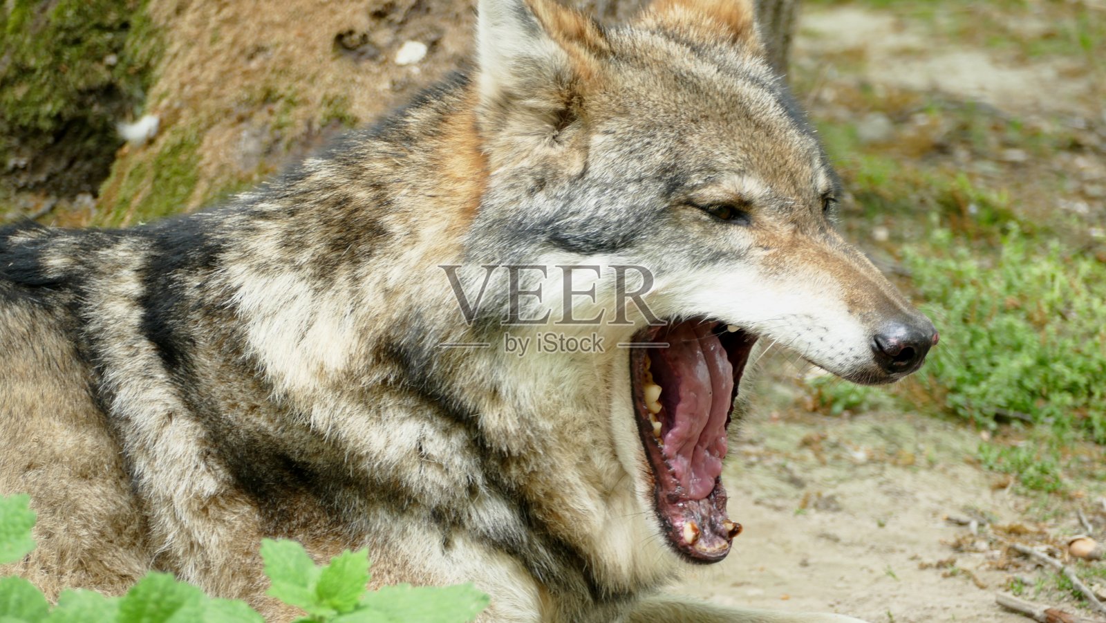 狼张着大嘴打哈欠的特写照片摄影图片