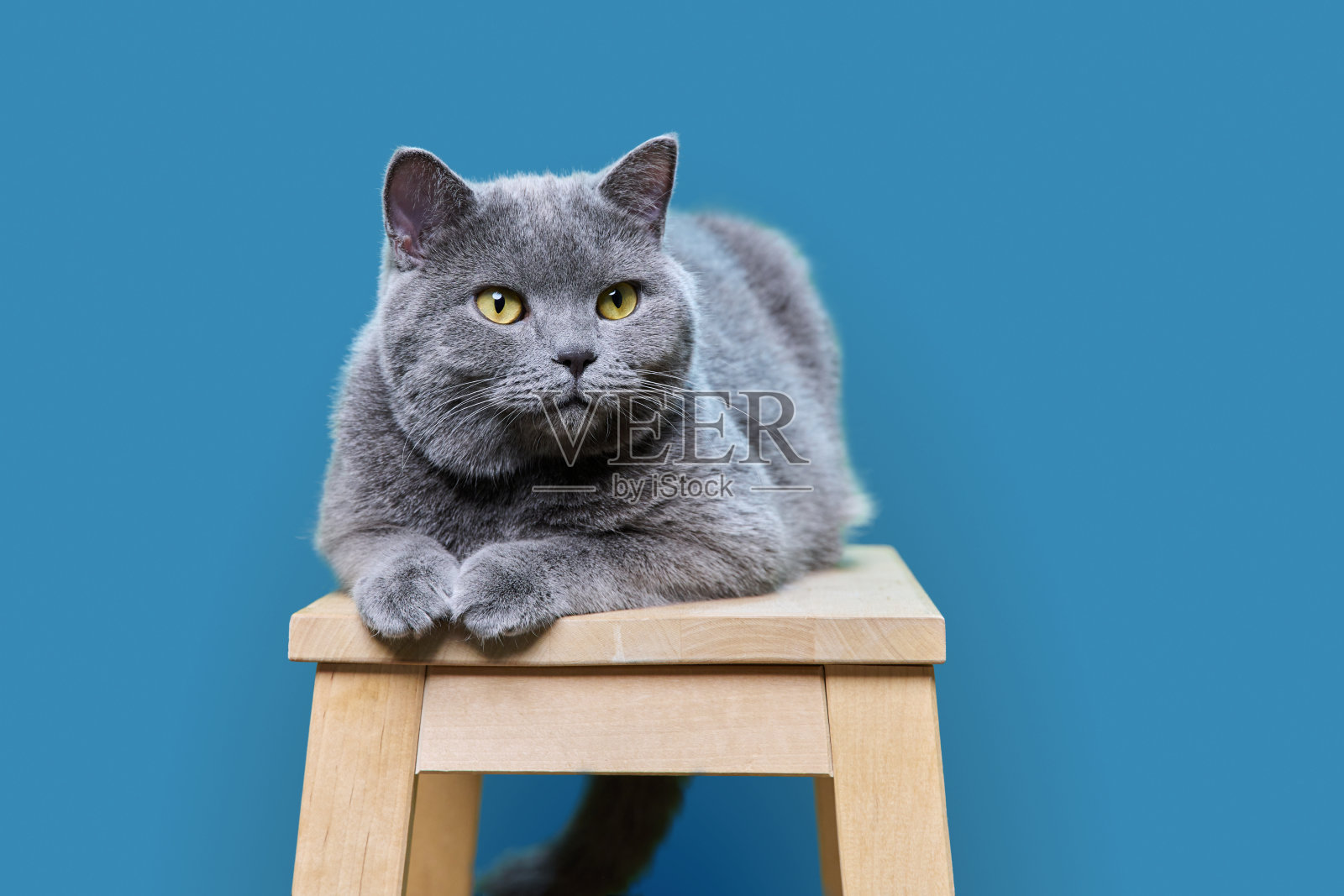 躺在蓝色背景上的灰色英国猫的肖像照片摄影图片