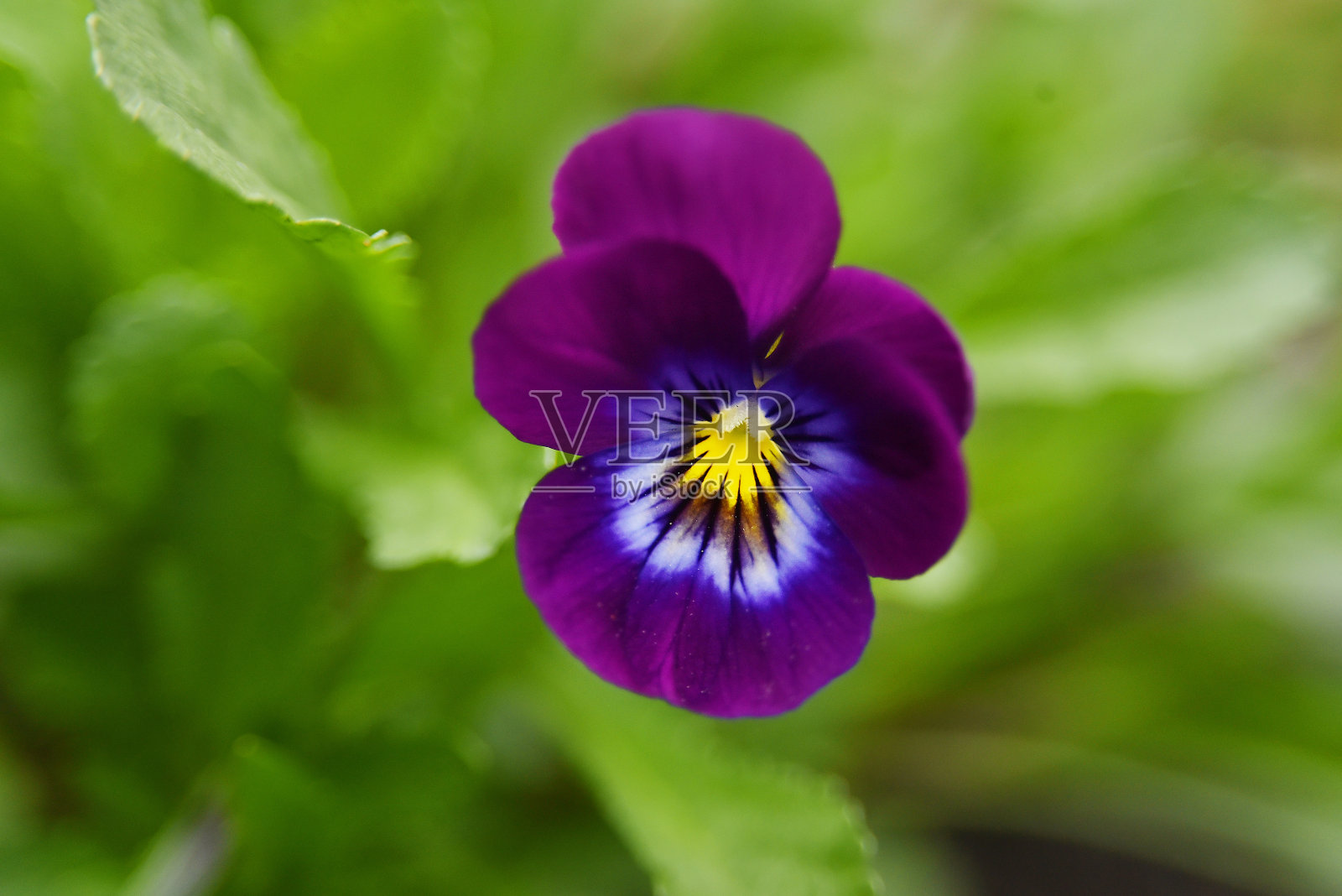 维奥莱特·维奥拉·维特罗基亚娜照片摄影图片