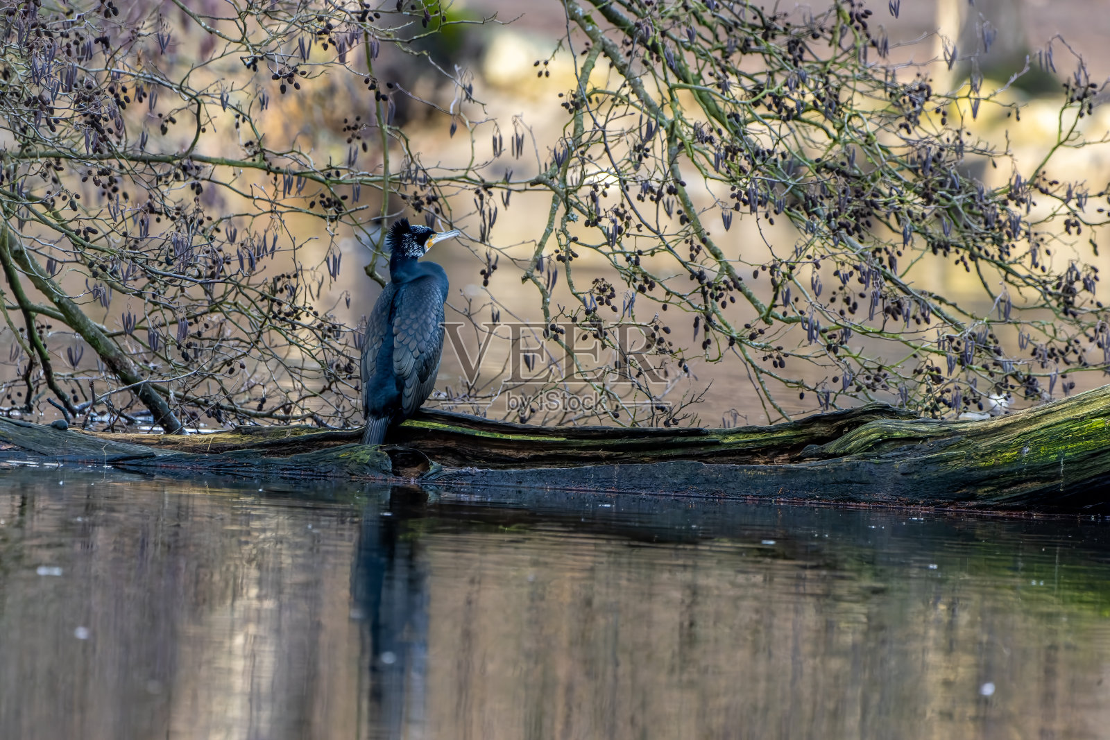 在德国法兰克福附近的一个阳光明媚的夜晚，一只大黑鸬鹚坐在一个名叫Jacobiweiher的池塘的树上。照片摄影图片
