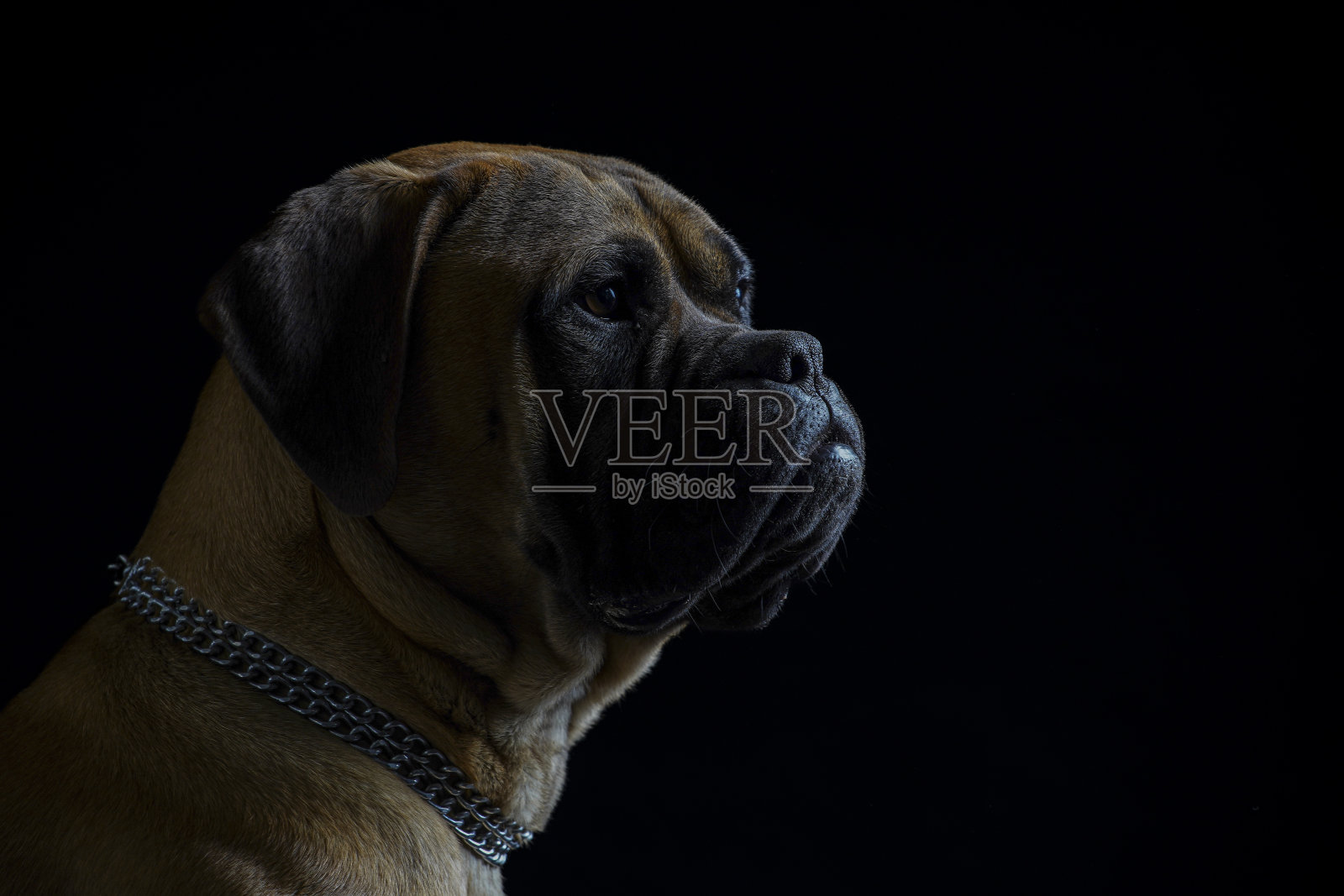 在工作室的黑色背景前的斗牛犬。照片摄影图片