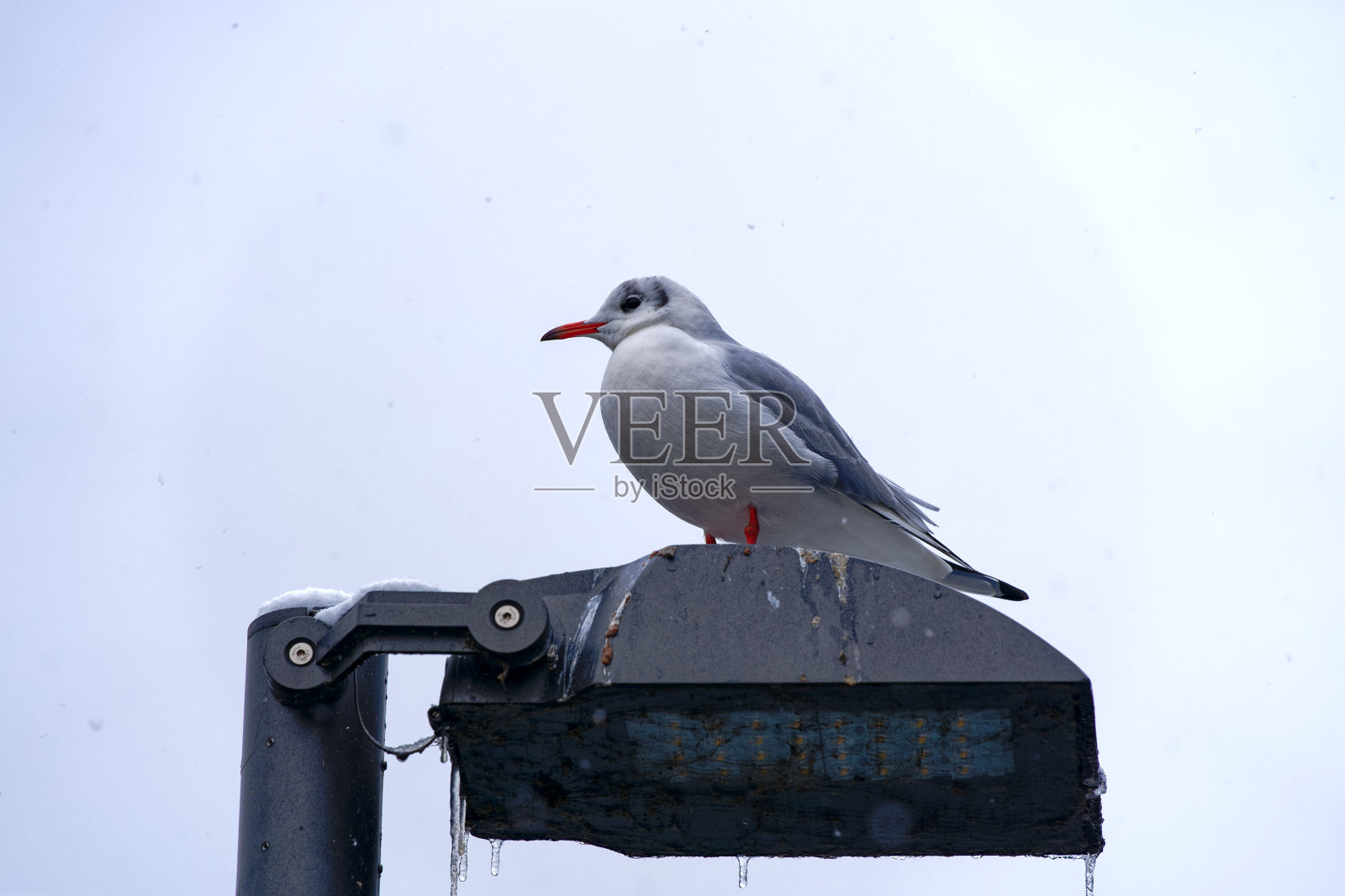 White and gray sea gull standing on street light with icicles at City of Zürich on a snowy winter day.照片摄影图片