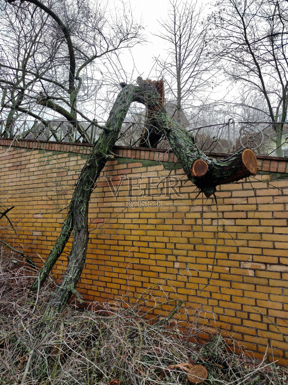由于飓风，一棵大树倒在了砖墙上。一些树枝已经被锯掉并移走了照片摄影图片