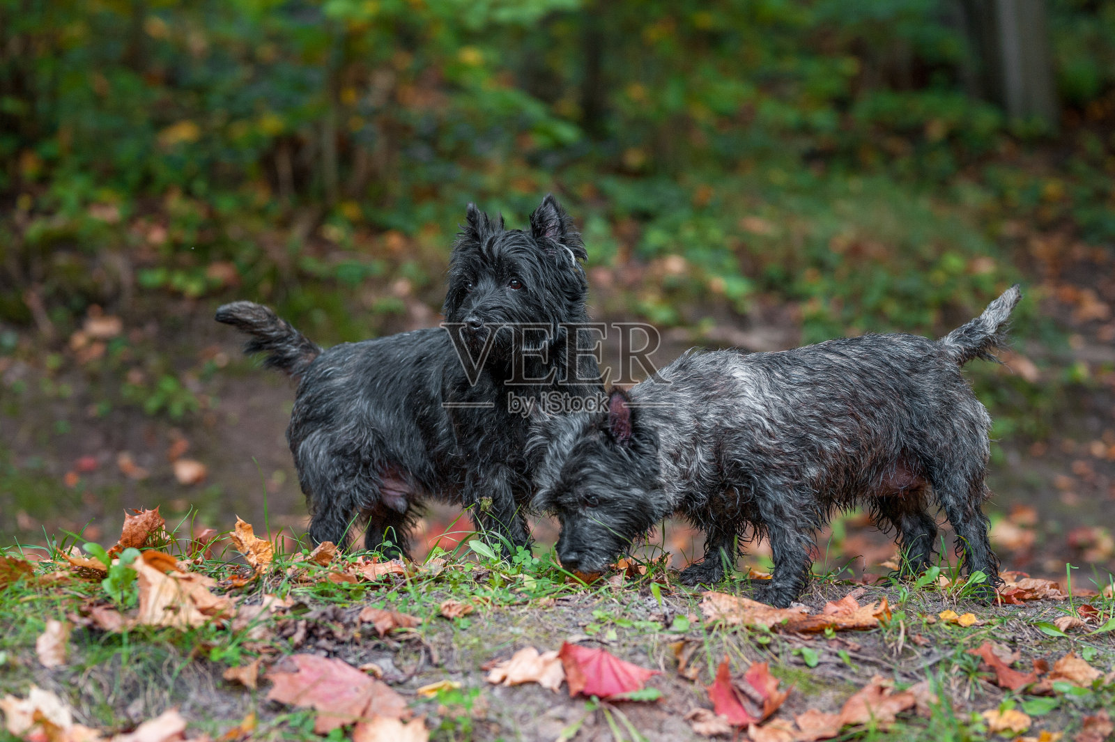 凯恩梗犬在草地上。背景是秋叶。肖像。照片摄影图片