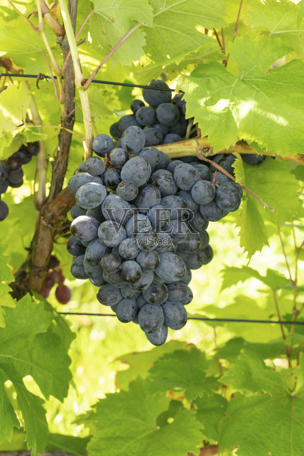 小道消息集群照片摄影图片