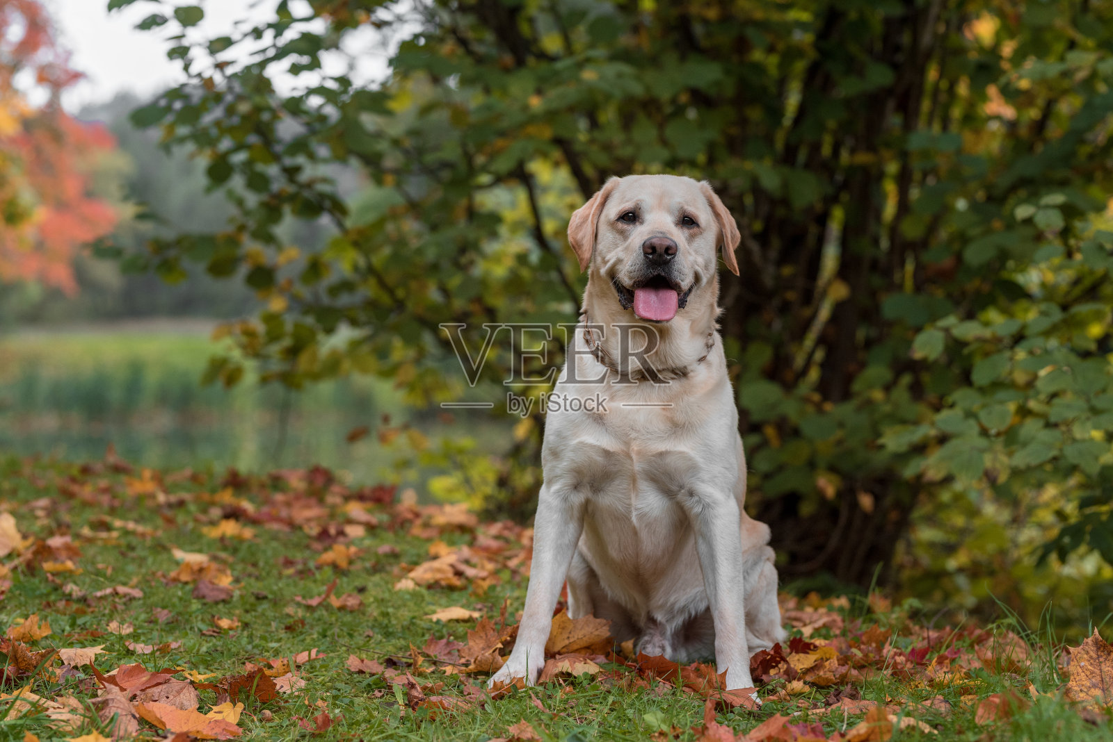 快乐的拉布拉多猎犬坐在草地上。背景是秋叶。照片摄影图片
