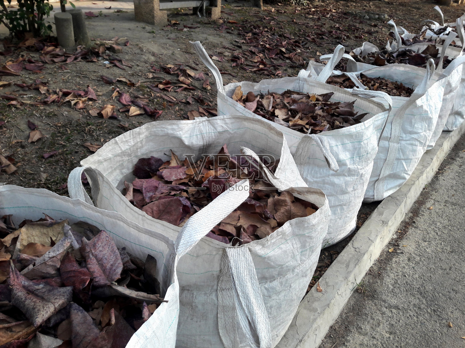 公园里的一袋干白树叶。许多袋子，整齐地排列在公共大厅里。台湾照片摄影图片