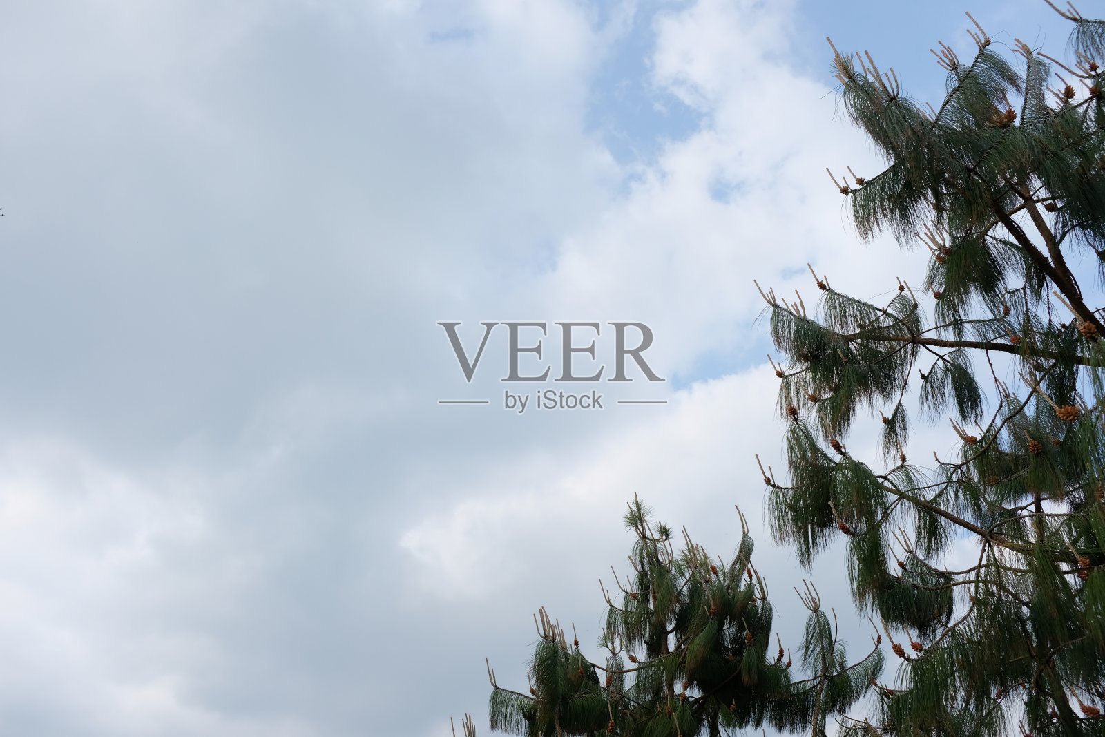 墨西哥黄松(Pinus patula，俗称:墨西哥黄松)的春天，映衬着广阔的天空照片摄影图片