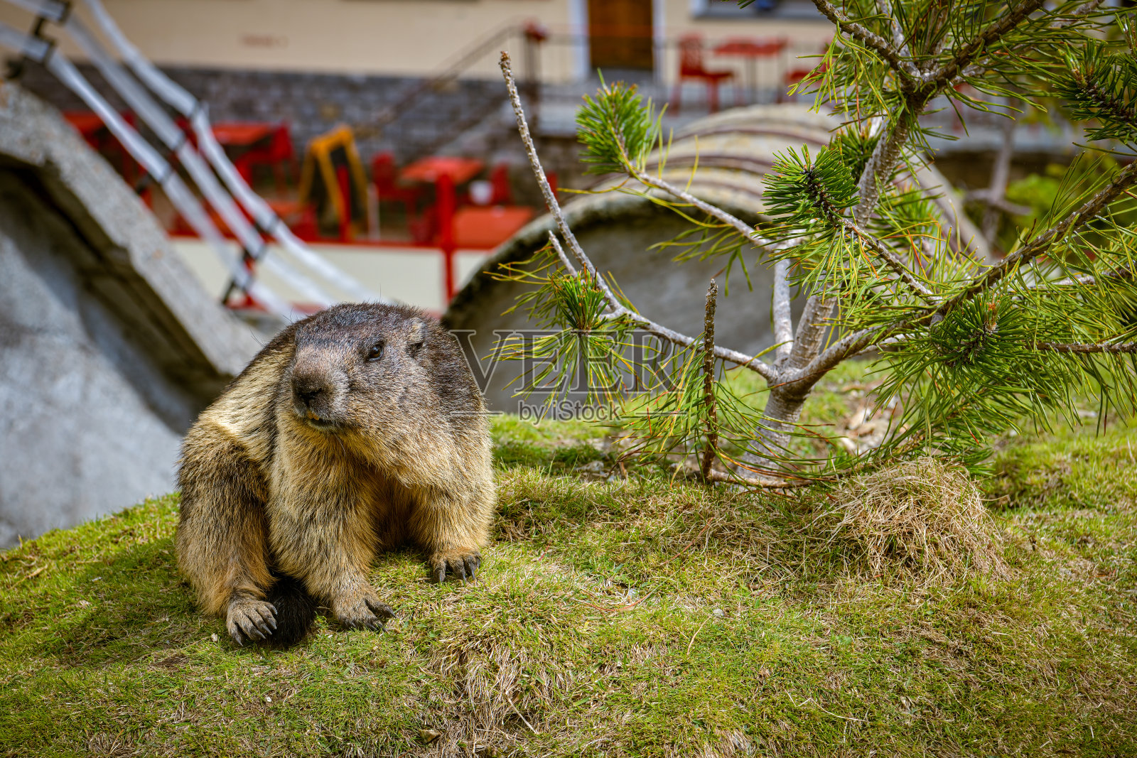囚禁在格里姆塞尔帕斯的土拨鼠照片摄影图片