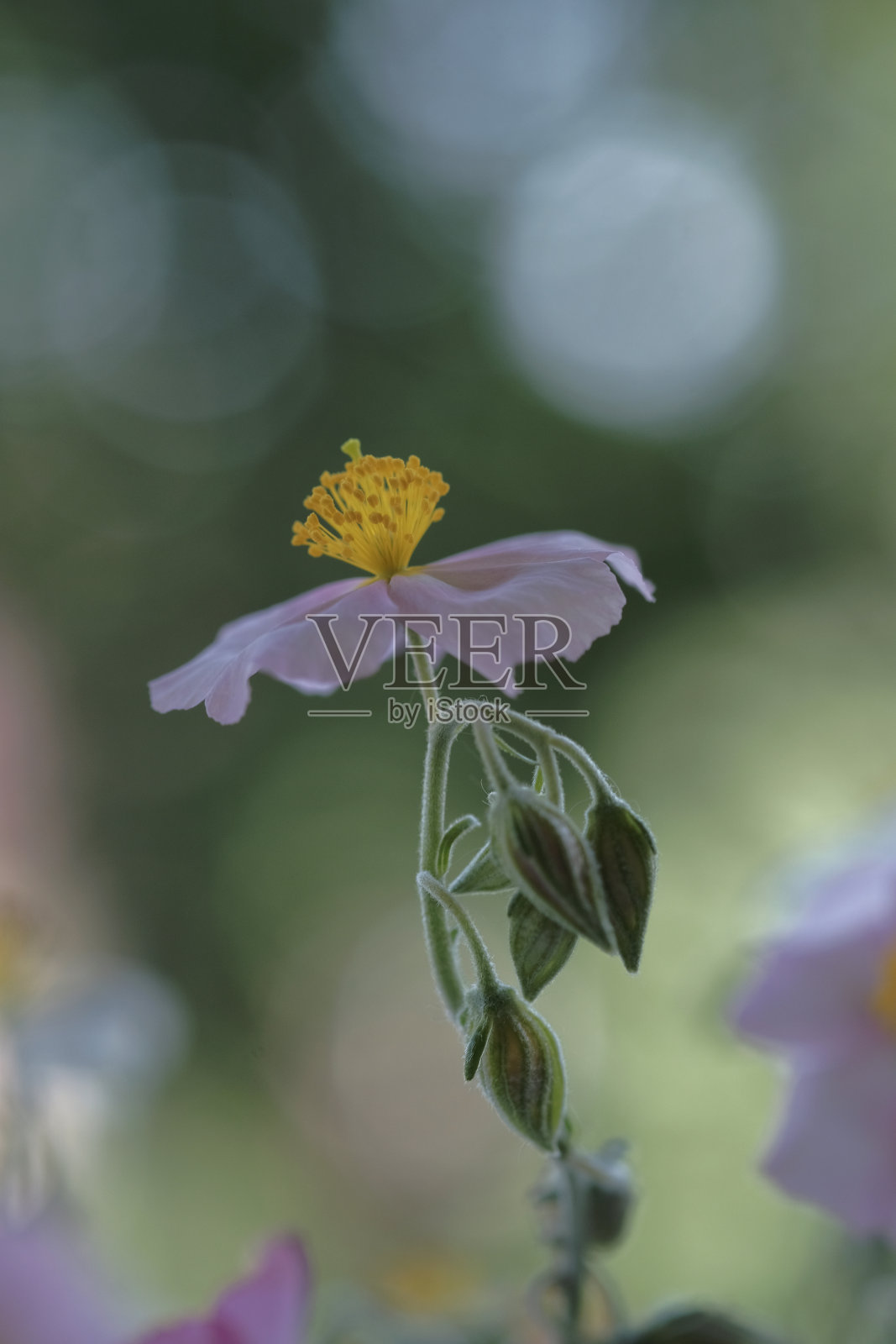 虚化背景上精致的夏日花朵。照片摄影图片