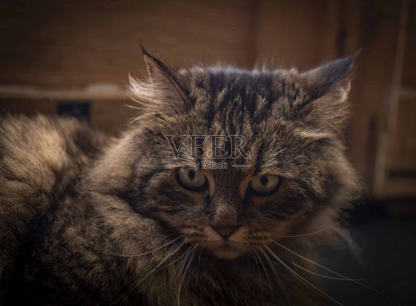 黑黑的房间里，长着绿色眼睛的斑纹猫躺在黑黑的地上照片摄影图片