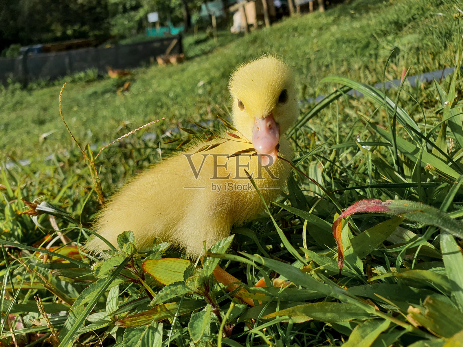 刚出生的小鸭子在农场玩耍照片摄影图片