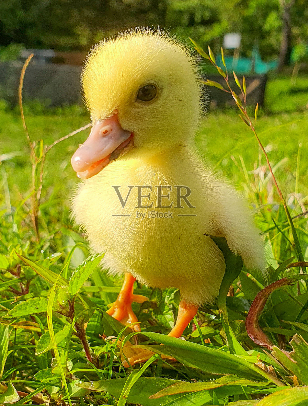 刚出生的小鸭子在农场玩耍照片摄影图片