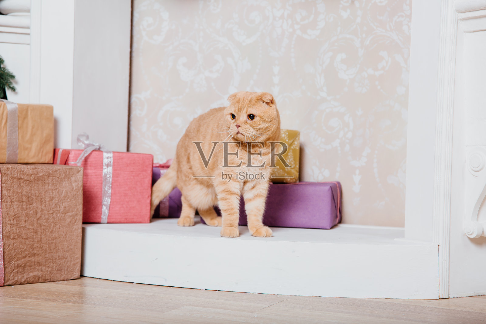 新年快乐，圣诞快乐，欢庆快乐。猫品种苏格兰折耳肖像。照片摄影图片