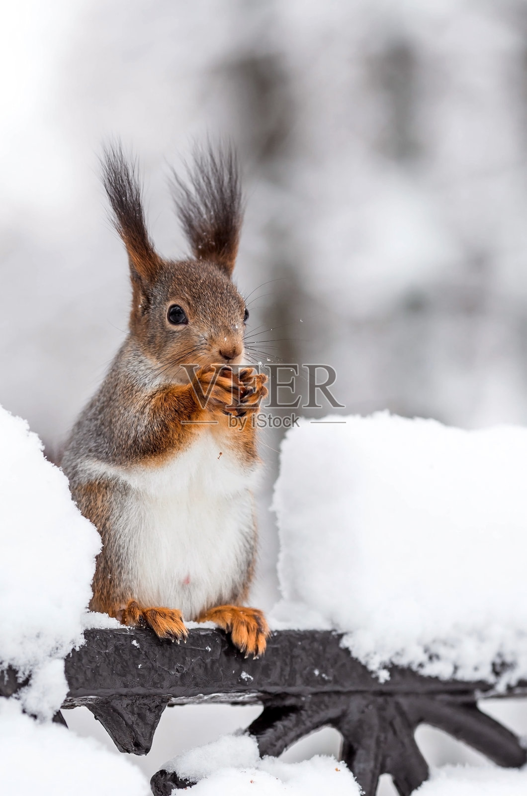 冬天。一只毛茸茸的松鼠的肖像与坚果在它的爪子。沙皇城市公园里的松鼠。冬天喂动物。照片摄影图片