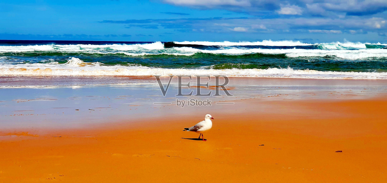伍拉迈角海滩-菲利普岛-澳大利亚-孤独的海鸥照片摄影图片