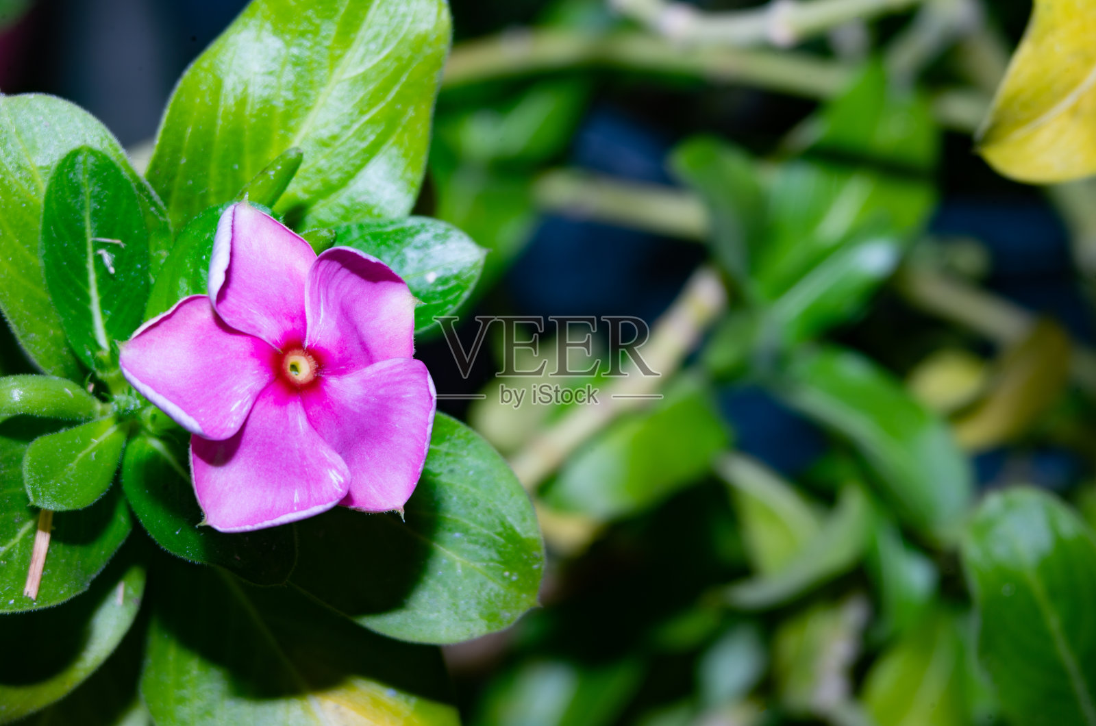 小venka照片摄影图片