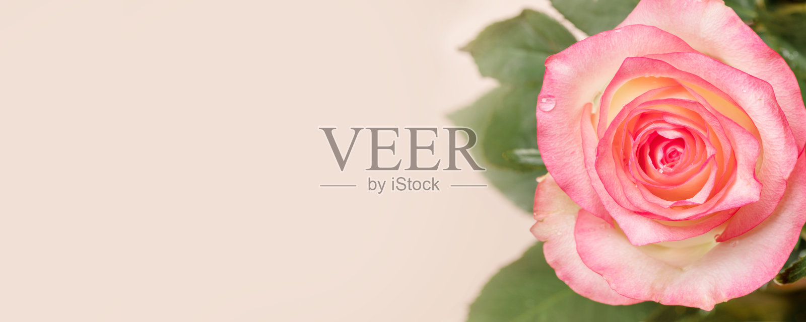 桃色玫瑰花靠近浅米色。横幅。副本的空间。软的焦点。照片摄影图片