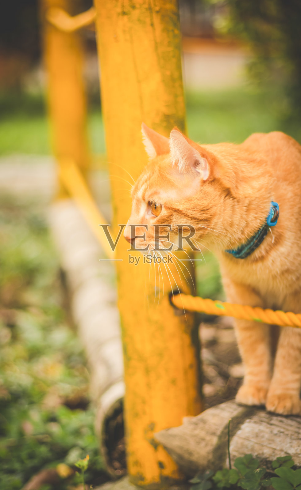 小狗猫在公园里望向一边照片摄影图片