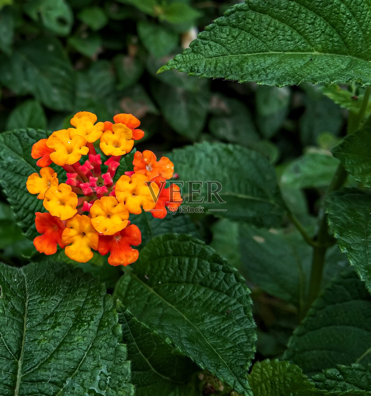 兰塔纳花明亮而美丽照片摄影图片