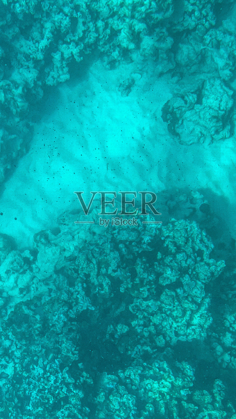 珊瑚的背景照片摄影图片