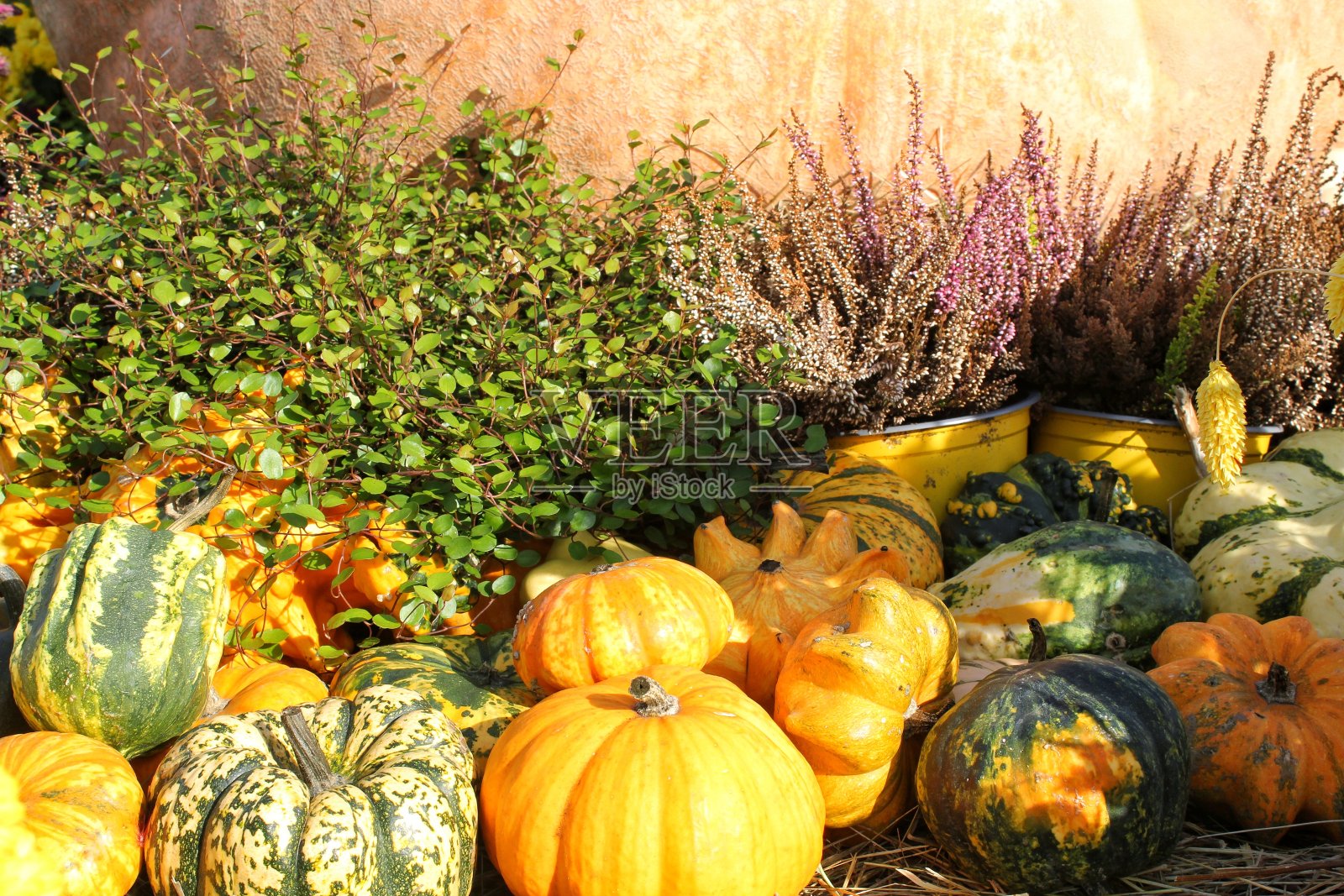 农业博览会上五颜六色的有机南瓜和葫芦。秋收时节概念。园林秋季自然植物照片摄影图片