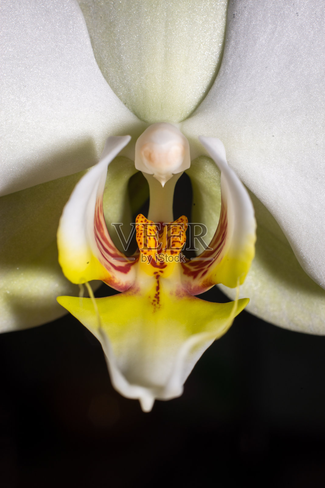 开花白色兰花孤立花蝴蝶兰，蝴蝶兰或蝴蝶兰暗色黑色背景特写微距背光太阳黄色照片摄影图片