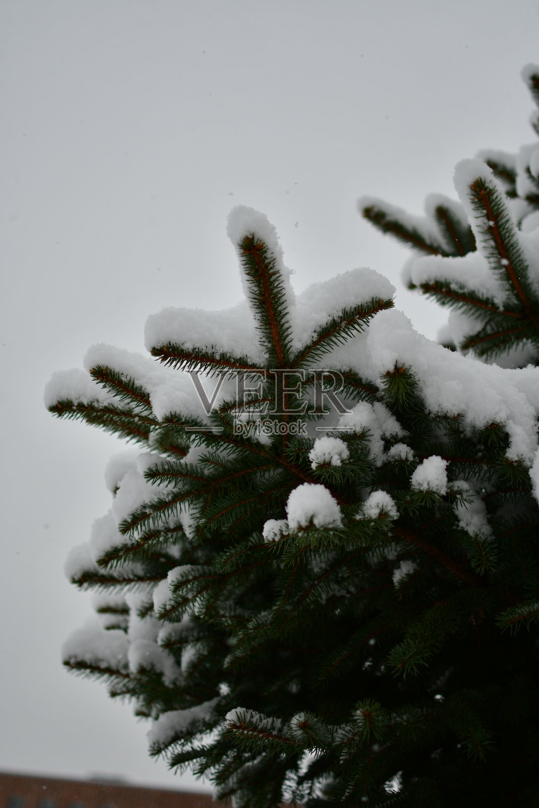 松树照片摄影图片