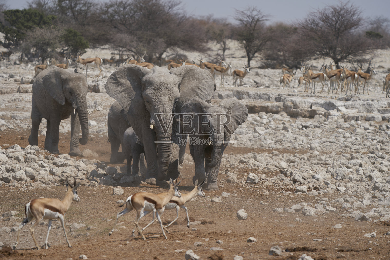 口渴的非洲象照片摄影图片