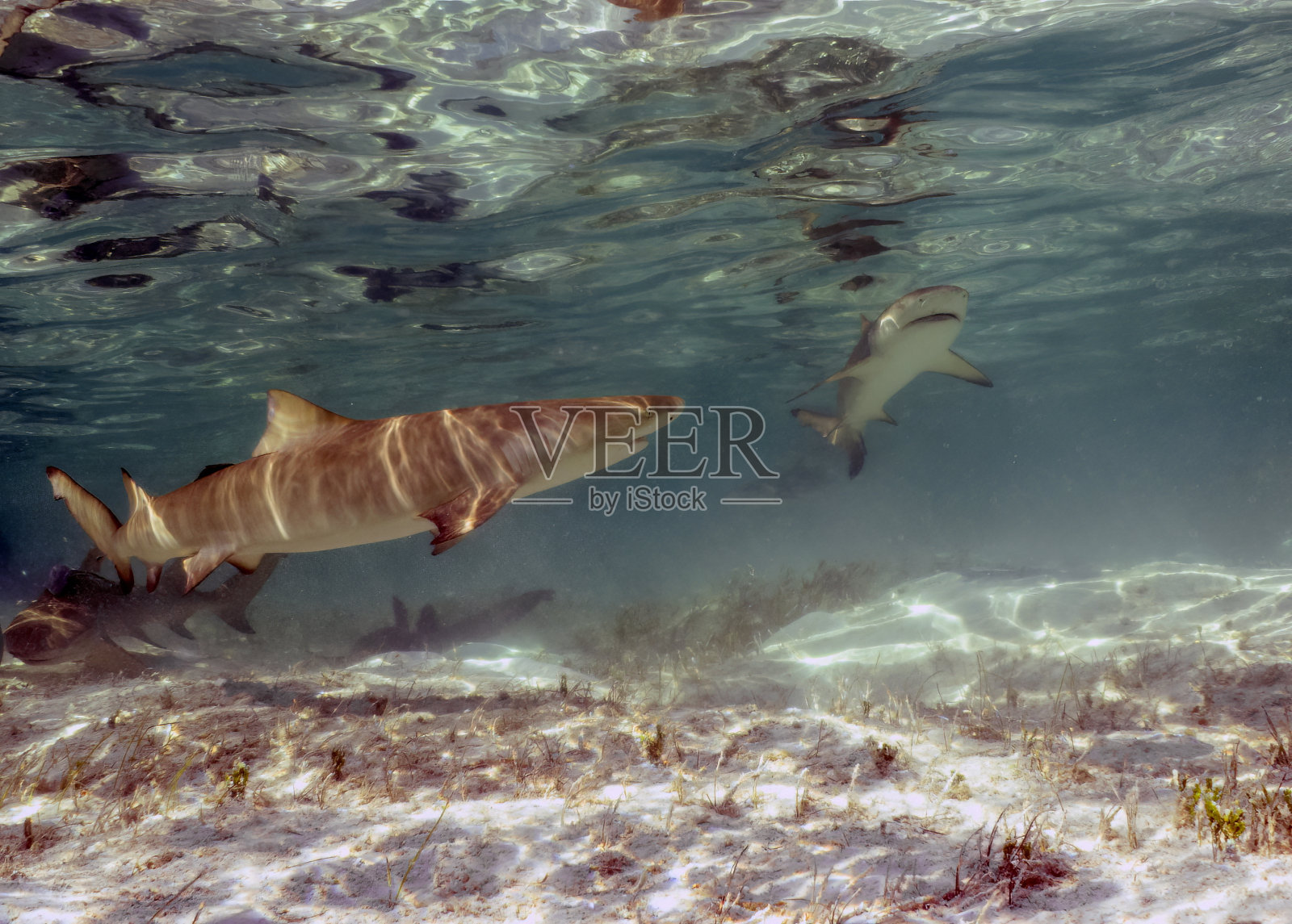 巴哈马群岛北比米尼浅水区的柠檬鲨(Negaprion brevirostris)照片摄影图片