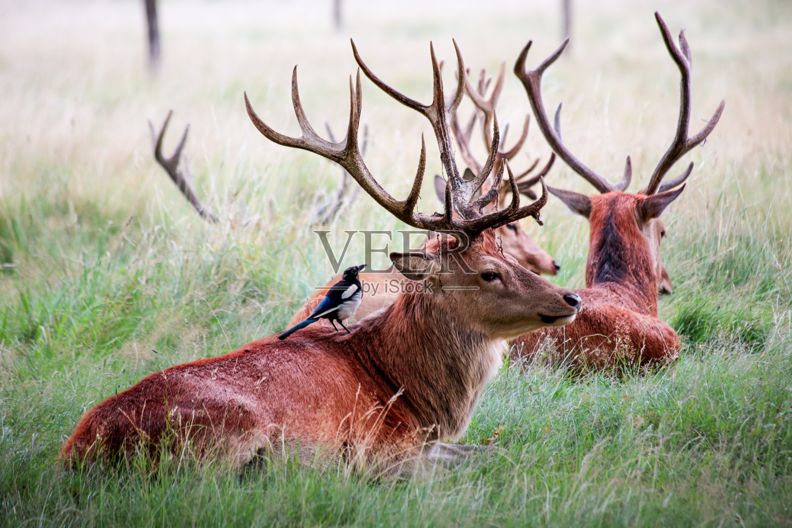 马鹿照片摄影图片