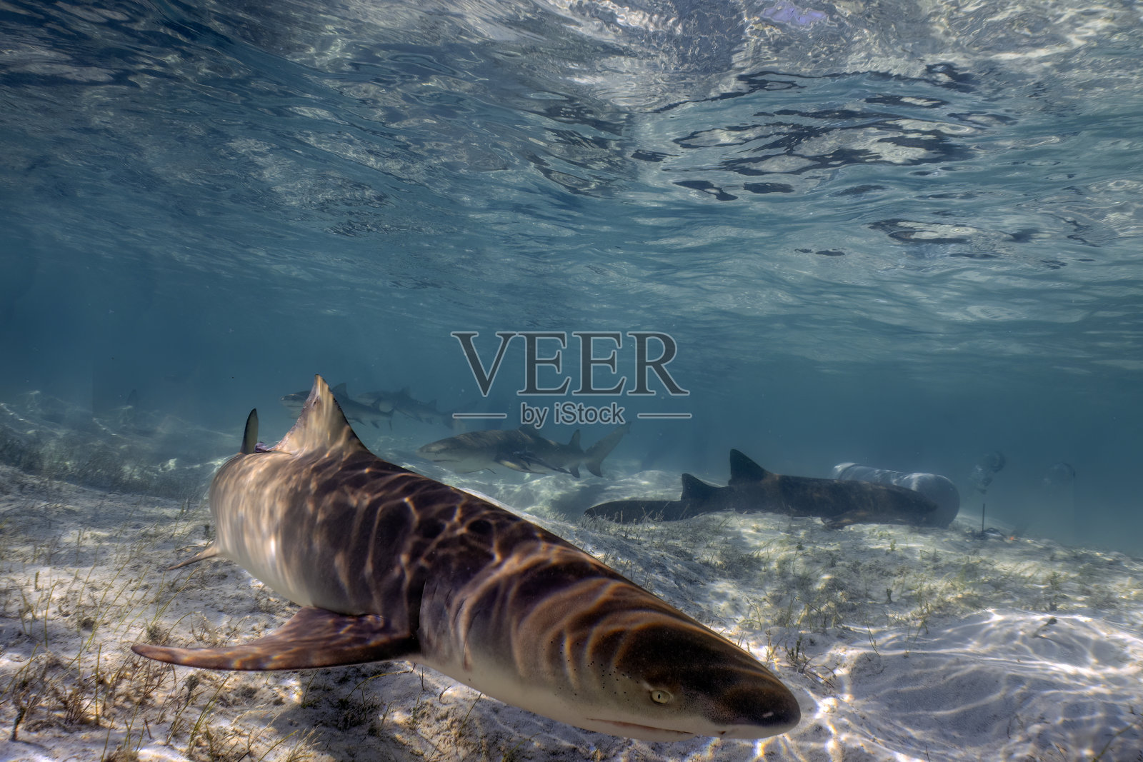 巴哈马群岛北比米尼浅水区的柠檬鲨(Negaprion brevirostris)照片摄影图片