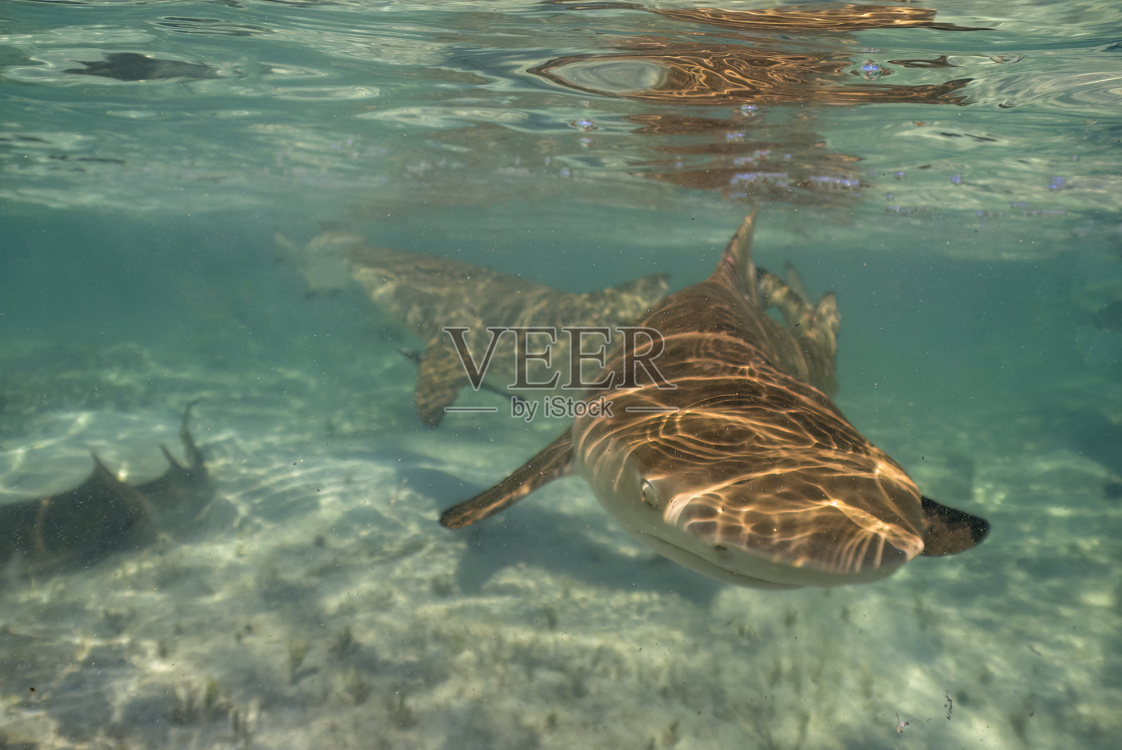 巴哈马群岛北比米尼浅水区的柠檬鲨(Negaprion brevirostris)照片摄影图片