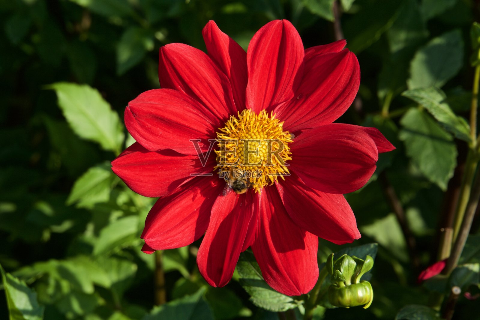 花照片摄影图片
