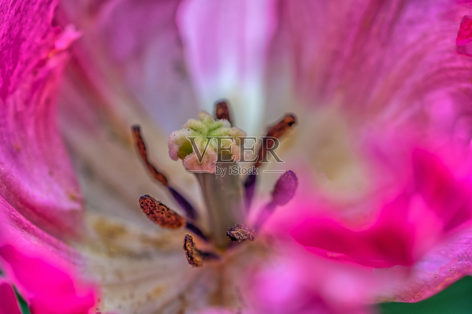 中央公园的莎士比亚花园照片摄影图片